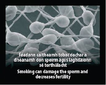 Ireland 2013 Health Effects Sex - bio image, damage sperm and decrease fertility
